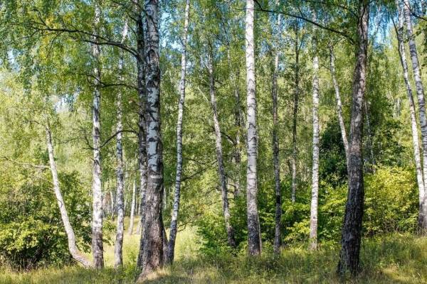 Березовая роща новосибирск фото